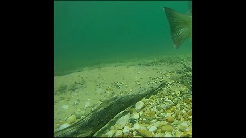 aggressive bedded bass!