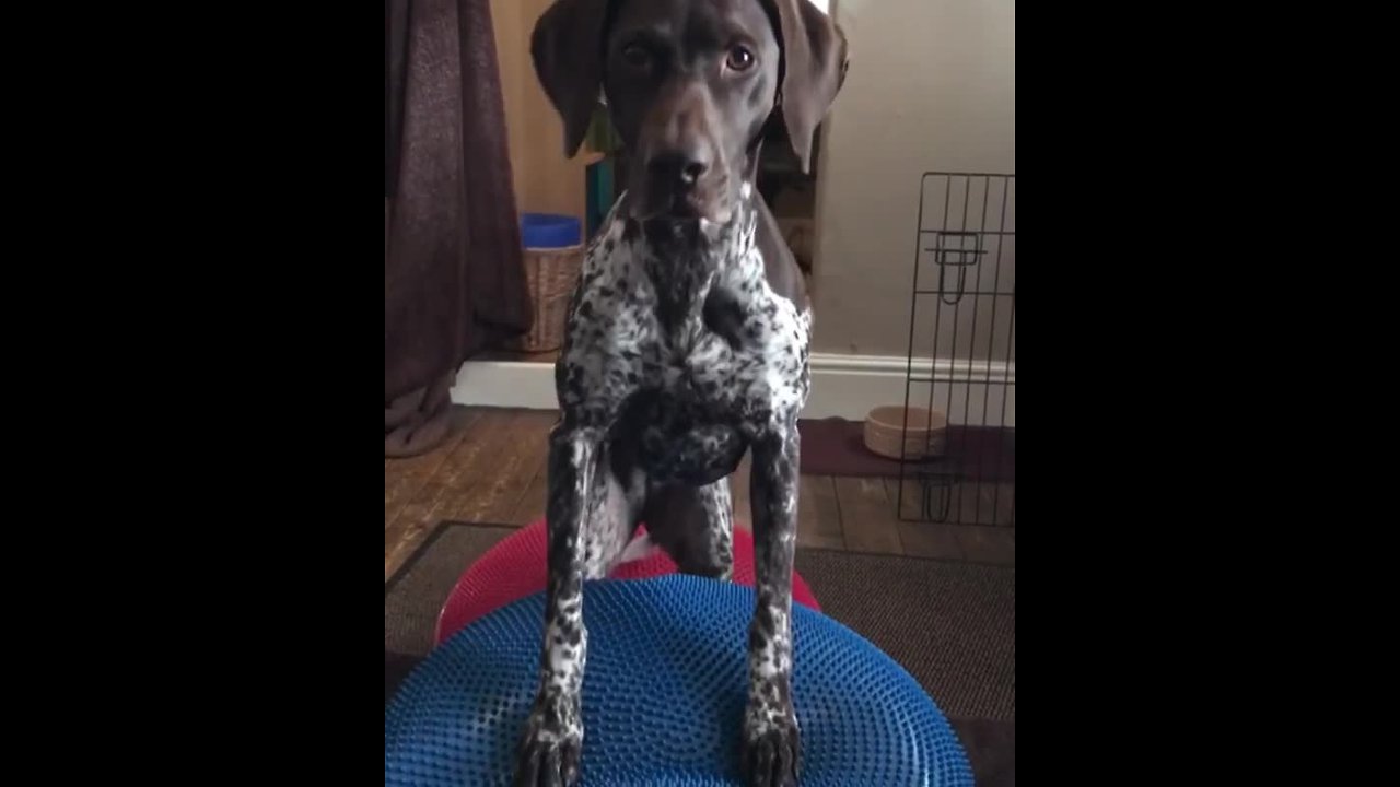 Athletic dog performs core fitness exercises