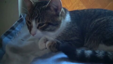Sweet Kitten Is Sleepy in the Evening