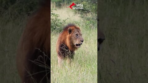 BÚFALO ACHOU QUE PODIA ATACA LEÃO - VIDA ANIMAL