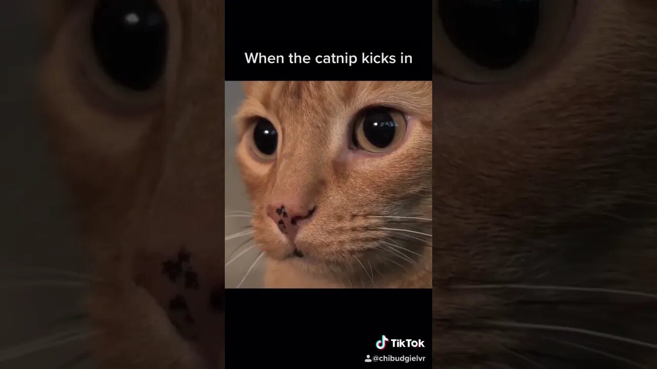 PLAYING CAT VIDEO MEAWWW