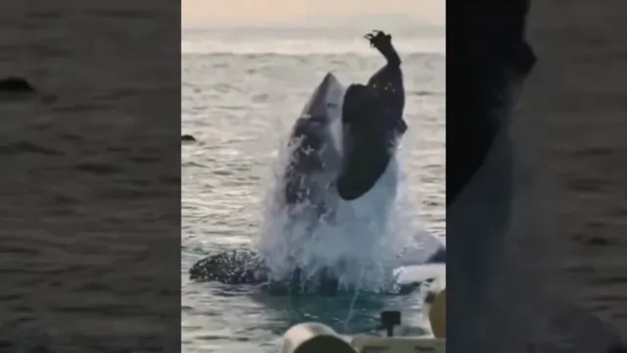 Amazing white shark bite #shorts #short