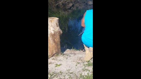 Man feeds gator