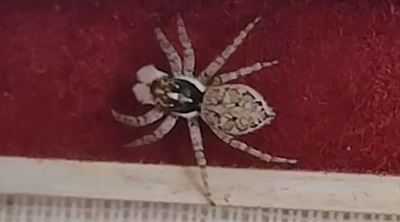 The spider went out for a walk