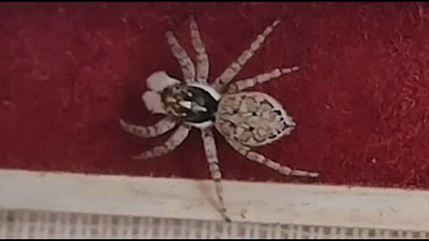 The spider went out for a walk
