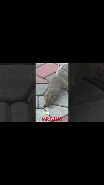 Gino The Squirrel 🐿️