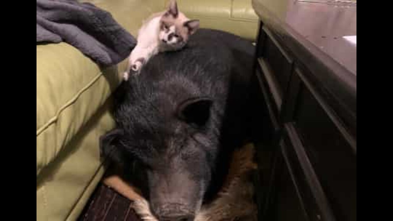 Fofos: a improvável amizade entre um porco gigante e um gato