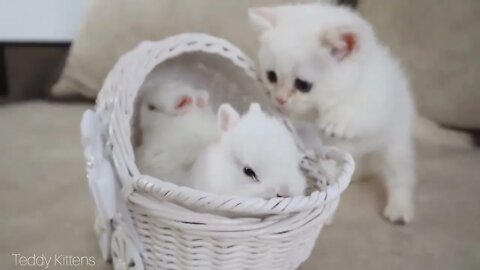 White kitten and white tiny bunnies
