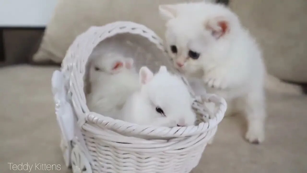 White kitten and white tiny bunnies