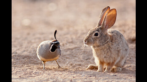 Trading my Quail for More Rabbits