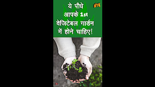 आपकी पहली Vegetables Gardening Plan के लिए Top 4 पौधे *