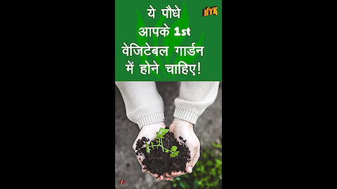 आपकी पहली Vegetables Gardening Plan के लिए Top 4 पौधे *