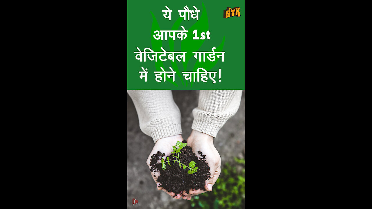 आपकी पहली Vegetables Gardening Plan के लिए Top 4 पौधे *
