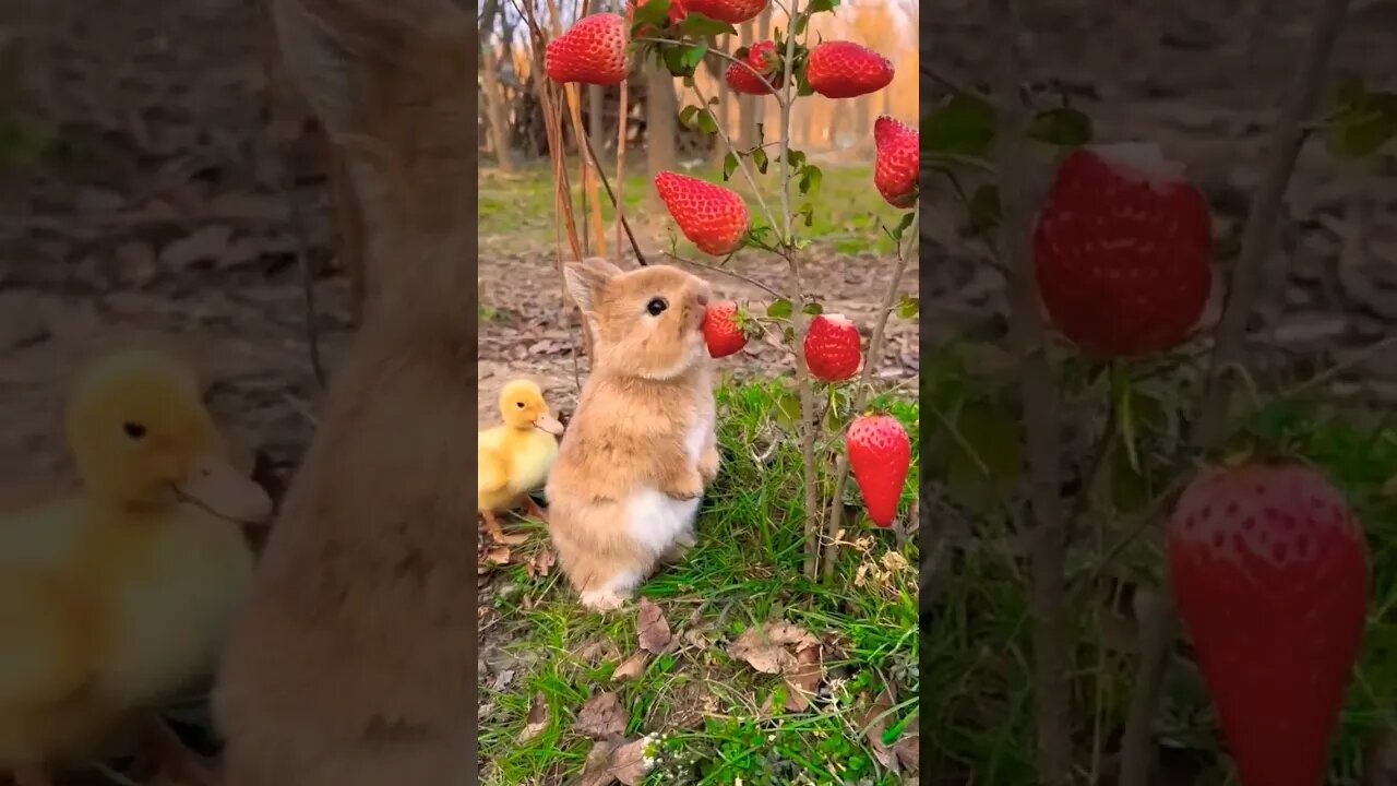 Cute animal #tranding #shortvideo #cute #animals #foryou