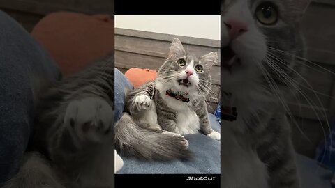 Here Is Your Daily Dose Of Sweet, Adorable, Funny, Derpy Animals To Help With This Hump Day!!!