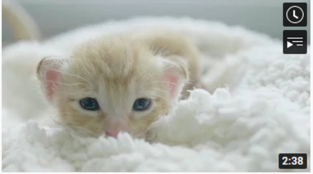 Cute cats white cat white and brown cat and black cat full HD video
