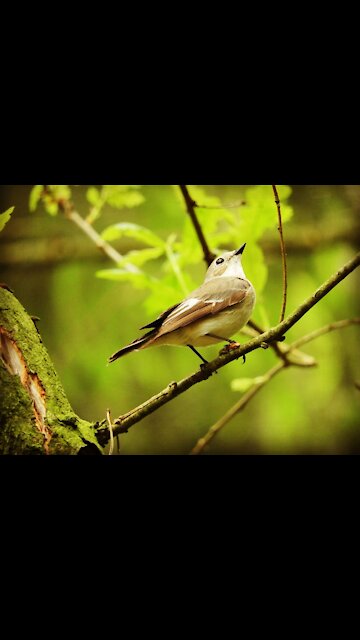 The most beautiful bird in the world and the sound of great birds