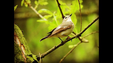 The most beautiful bird in the world and the sound of great birds