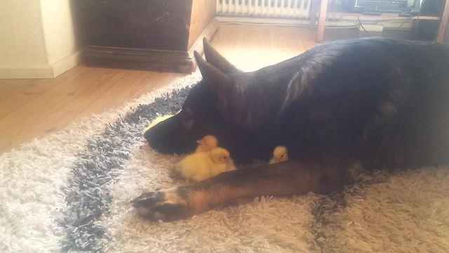 German Shepherd preciously watches over baby ducks