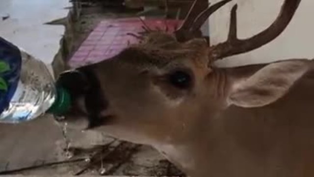 Thirsty Key deer drinks 4 bottles of water from Broward Co. firefighter