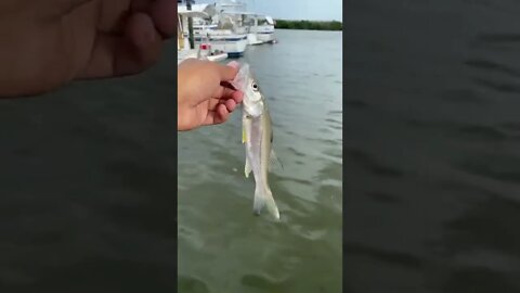 Little snook!