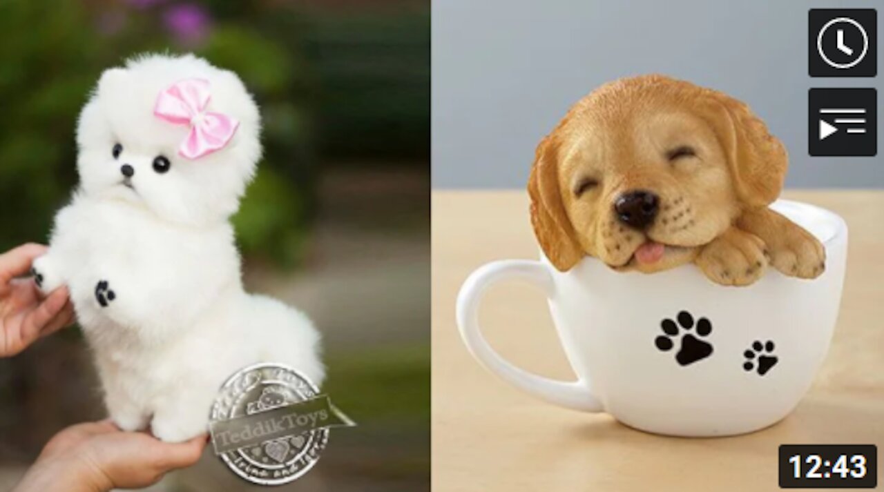 Cutest Puppies Doing Funny Things 2021