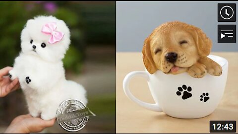 Cutest Puppies Doing Funny Things 2021
