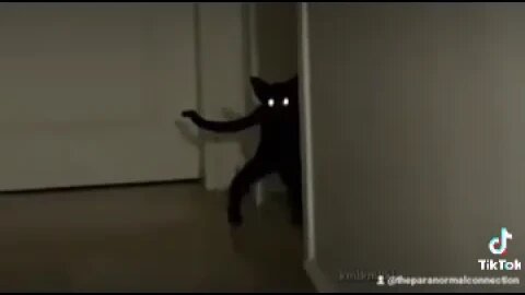 Scary Cat!