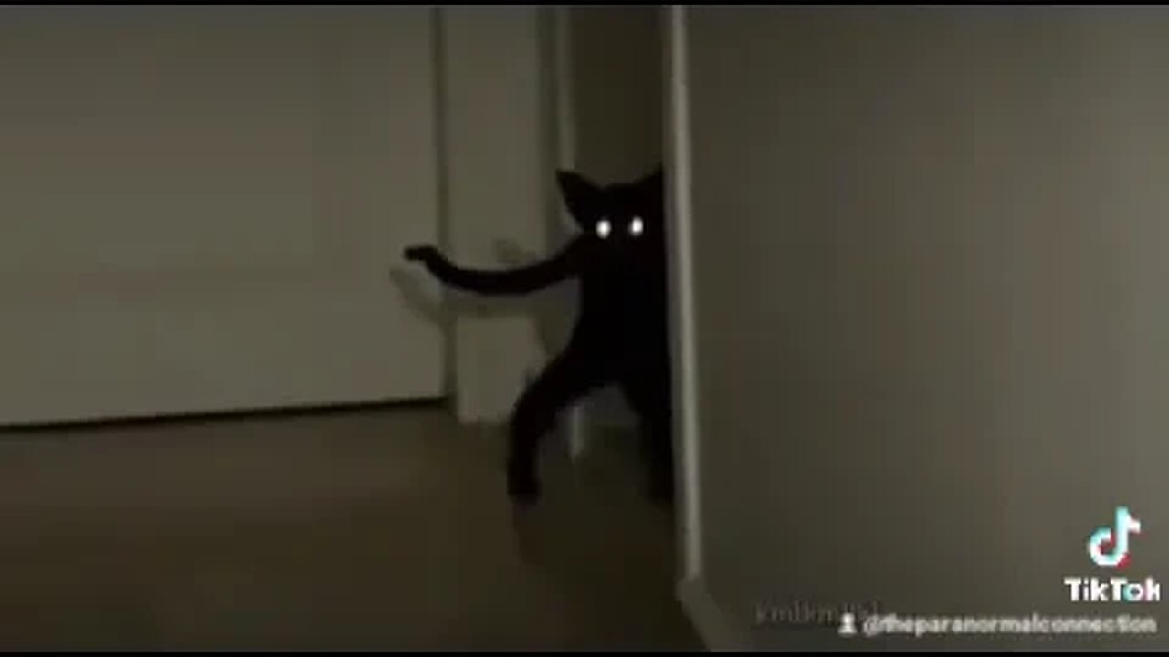 Scary Cat!