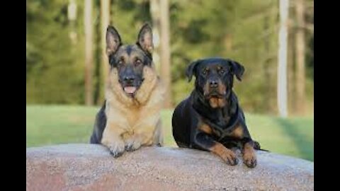 Mating German shepard vs rottweiler 🦴