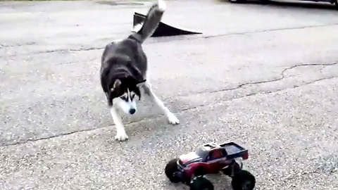 Cute Siberian Husky Takes Mercy on RC Car