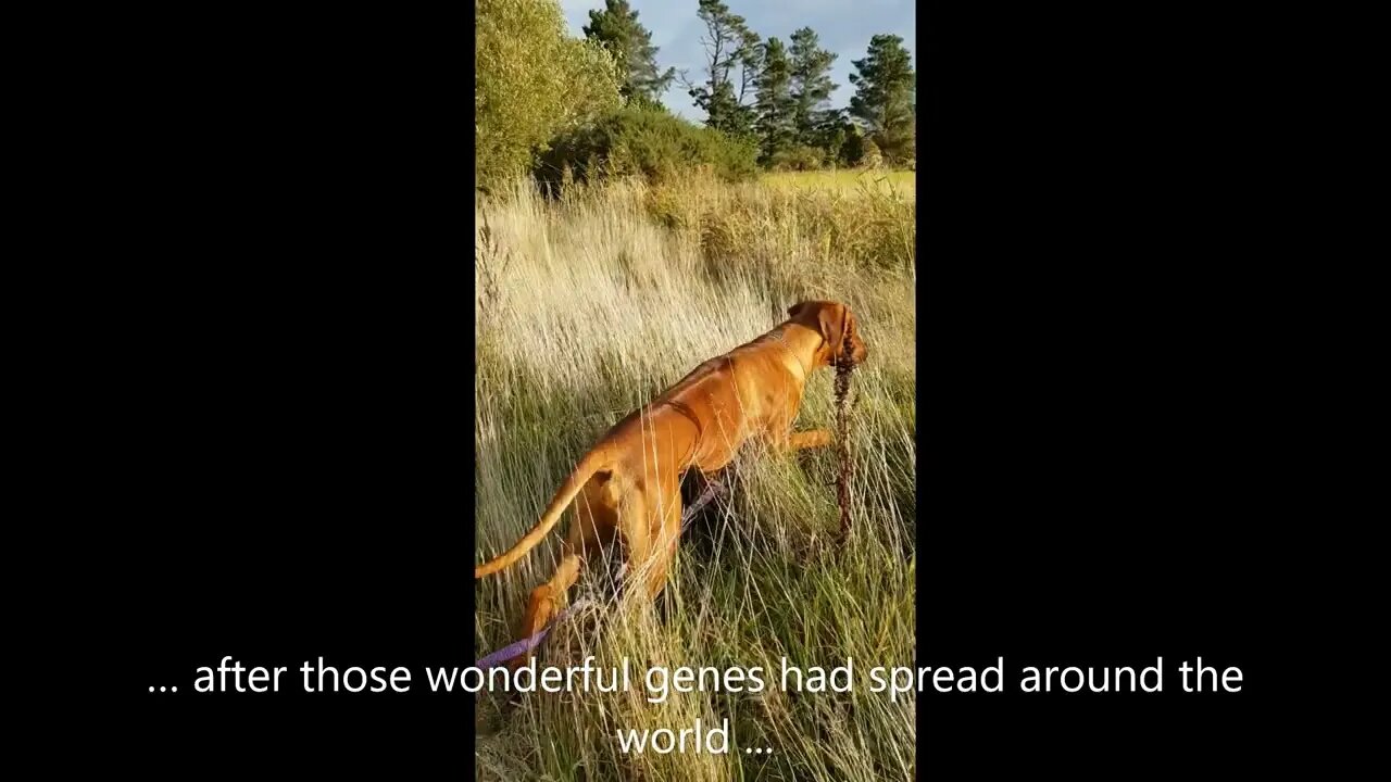 Rhodesian Ridgeback Pup Visits Ancestral Land For The First Time