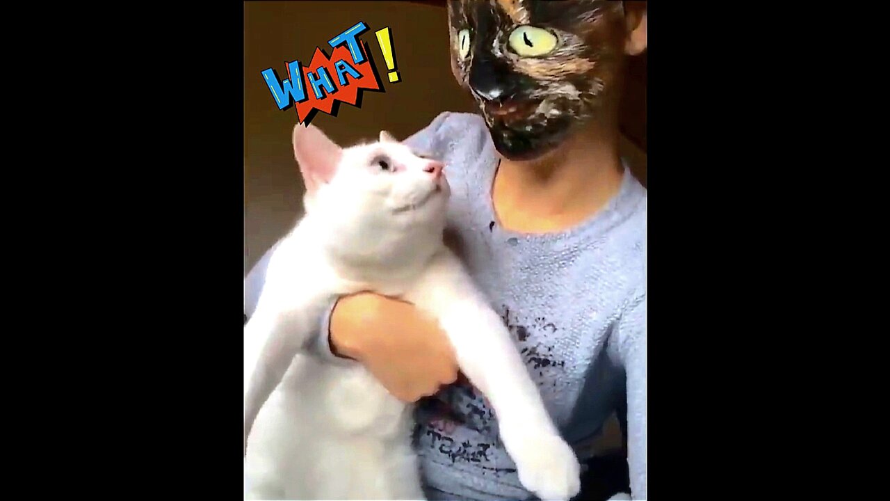 Cat what the hell 🤔 cat funny video 😂