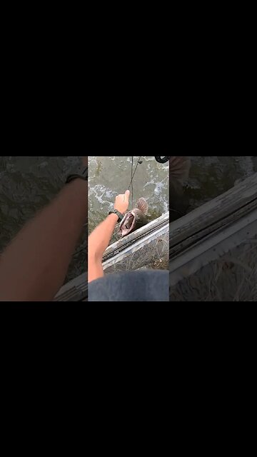 I lost one of the biggest fish of my life making a rookie mistake! #diddypoles #catfishing