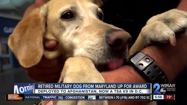 Maryland dog up for award for saving lives