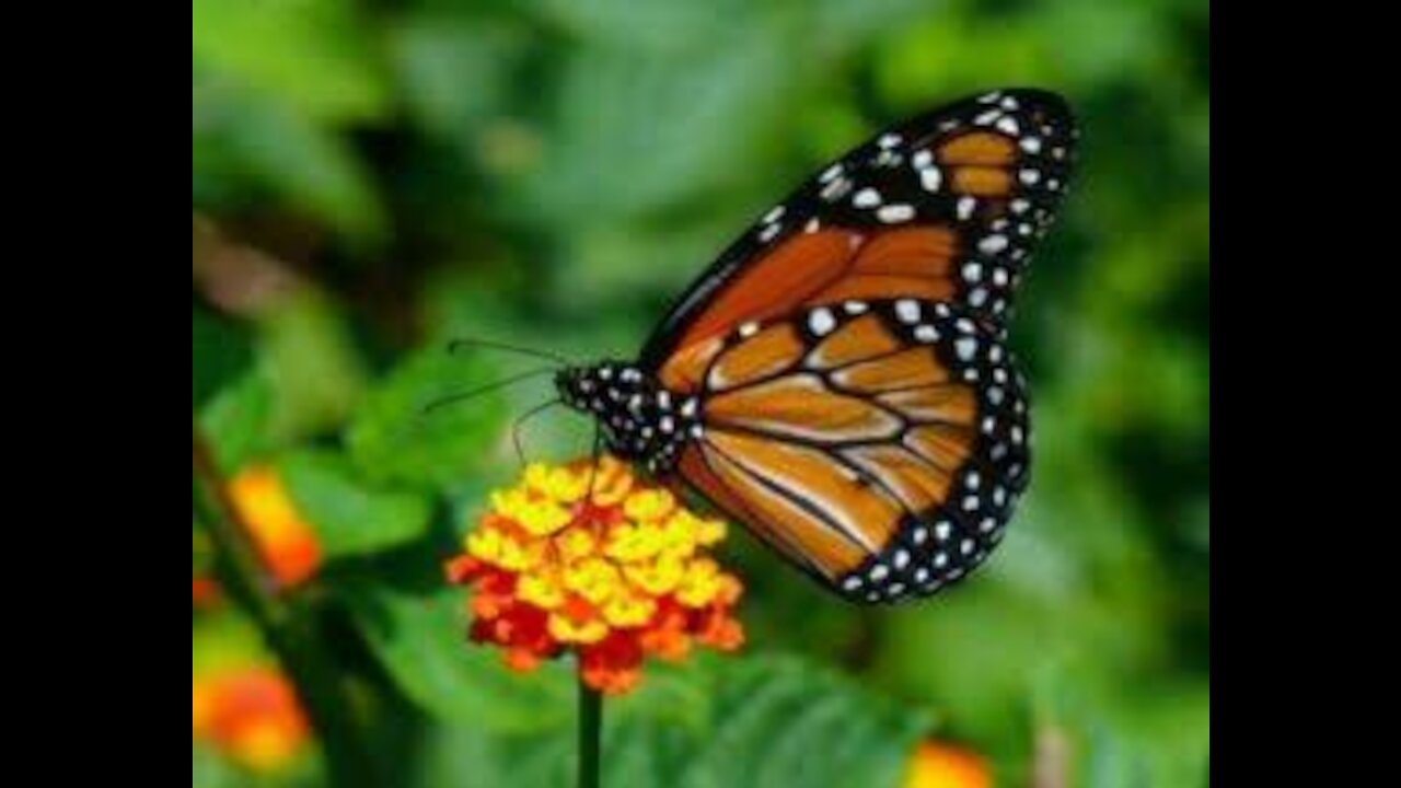 Sublime butterfly landing on flower