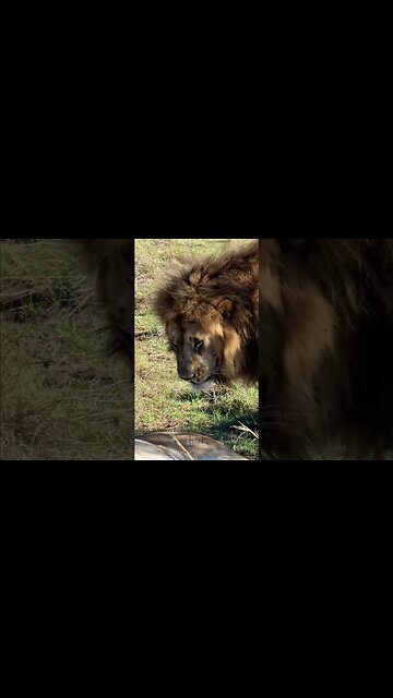 A Quick Lick #shorts | #ShortsAfrica | #Septdailyshorts