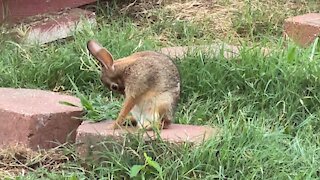 Backyard Rabbit