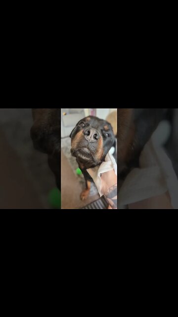 Keeping my Dog fresh 🧤 with my Hypoallergenic wipes 🩵 Rottweiler #petcare #doggroominglife #dogcare