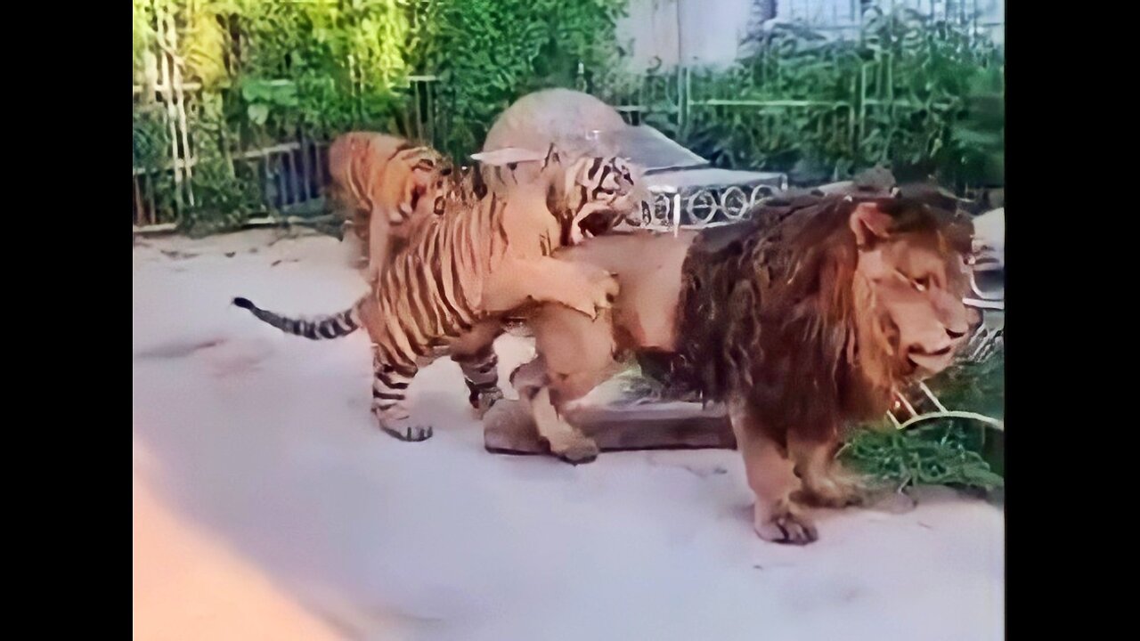 Lion vs tiger attacks