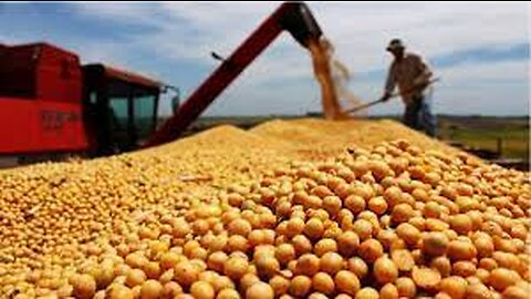 Broad Beans Cultivation Technology - Broad Beans Farm and Harvest - Beans Processing Factory