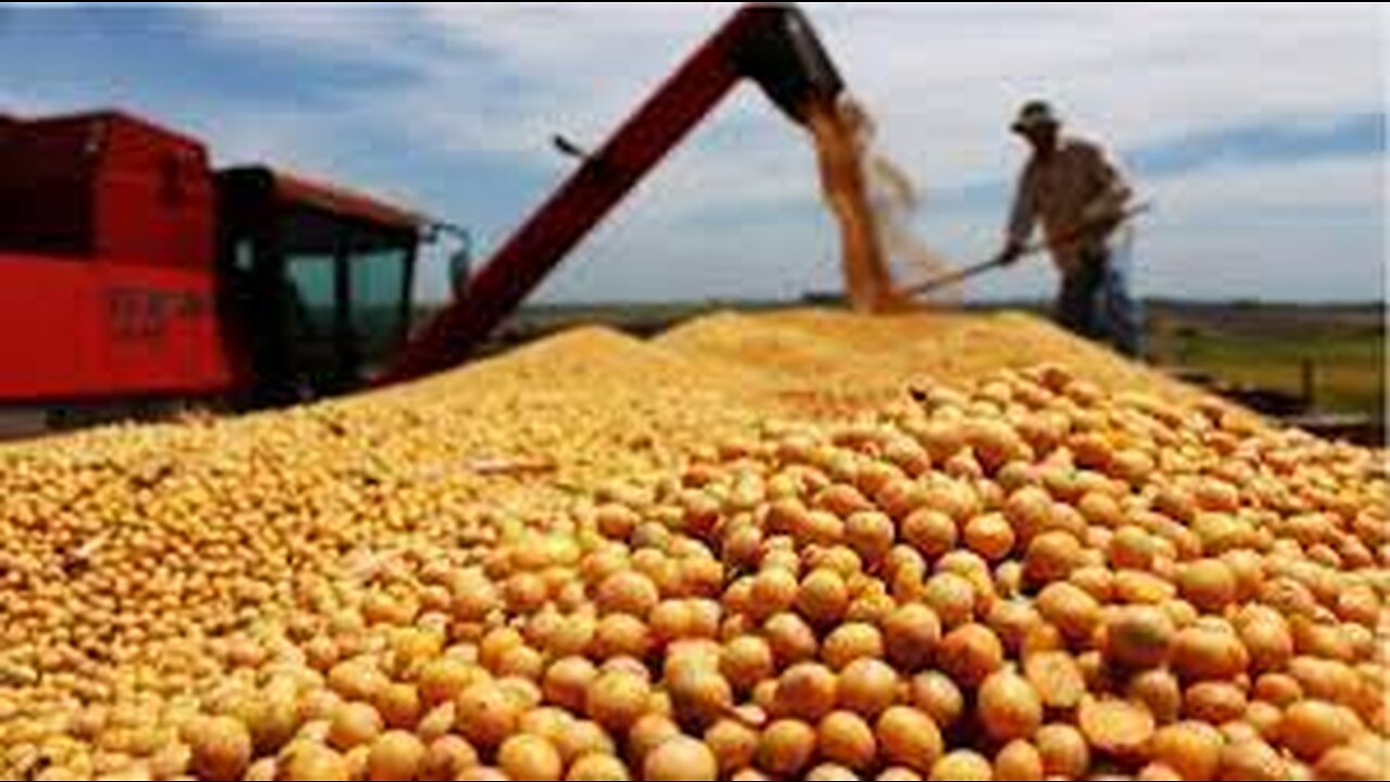 Broad Beans Cultivation Technology - Broad Beans Farm and Harvest - Beans Processing Factory