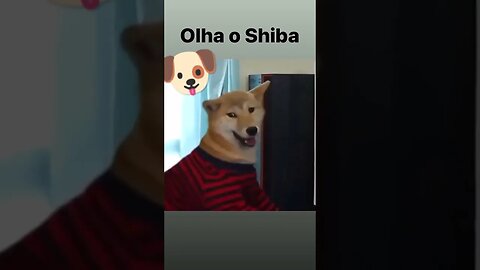 Olha o Shiba!!