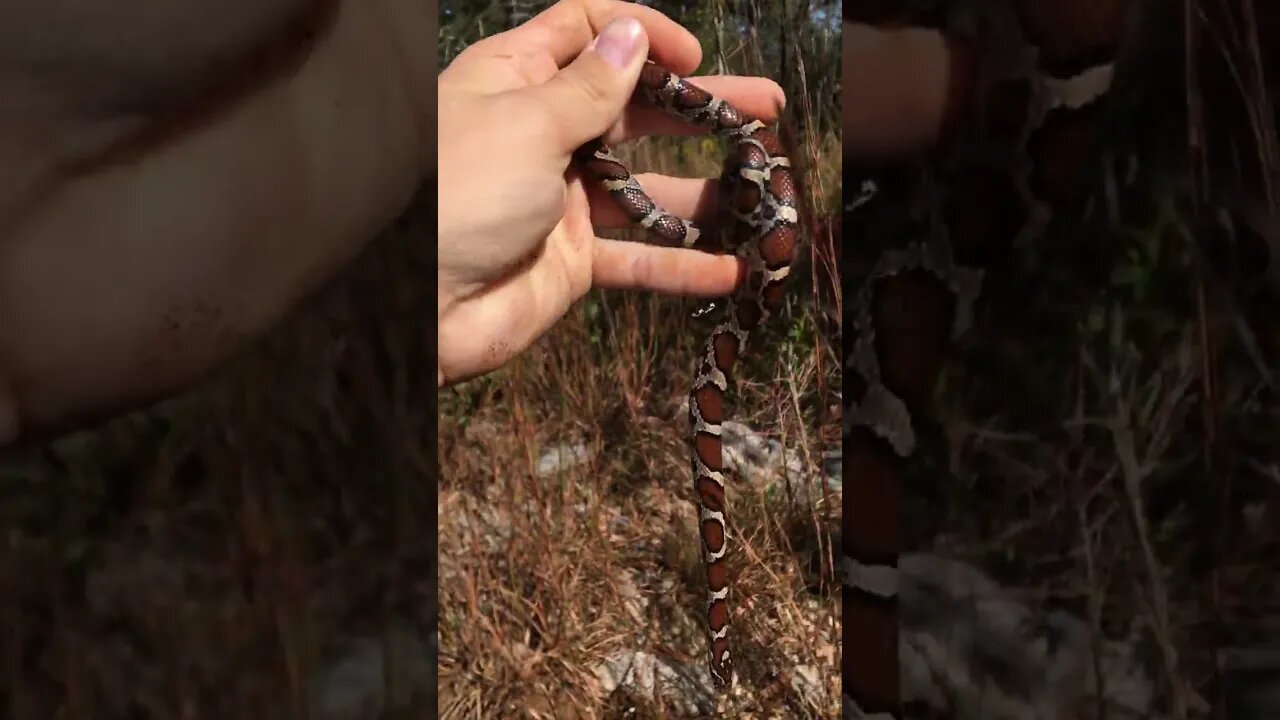 Beautiful Eastern Milksnake! #shorts