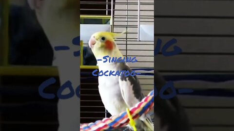 Singing Cockatoo