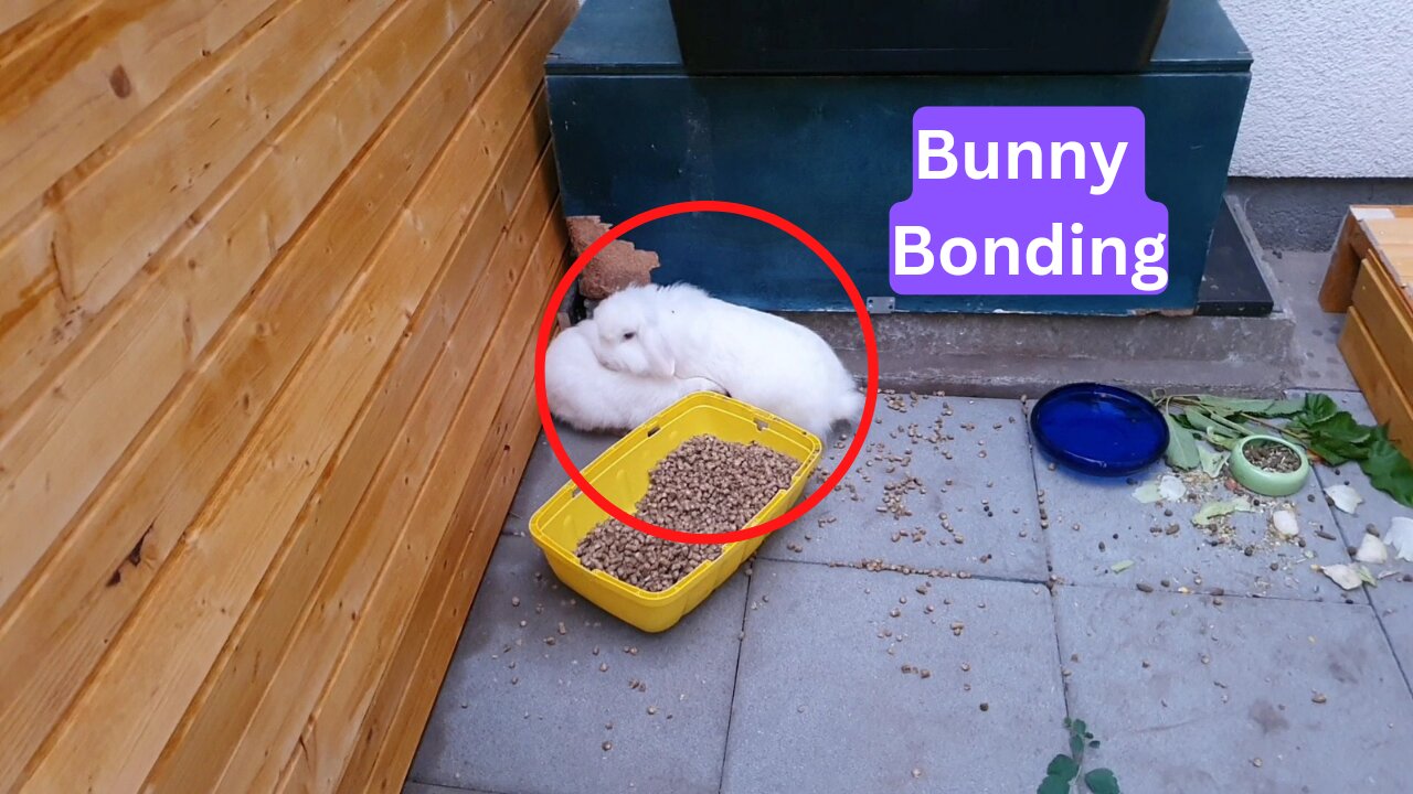 Bunnies first meeting ● Bunny Bonding