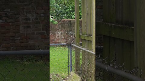 Sgt. Stubby on the fence #shorts #squirrel