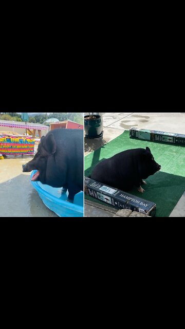 Pig trying to play with ball results in hilarious epic fail