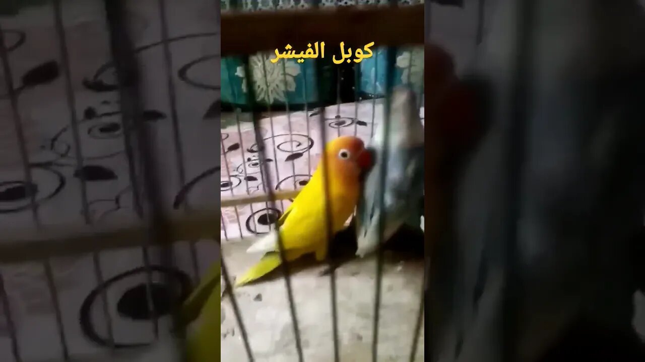 كوبل الفيشر كيوت روعة.. يا سلام