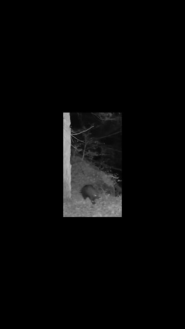 Porcupine Cruising past Game-cam
